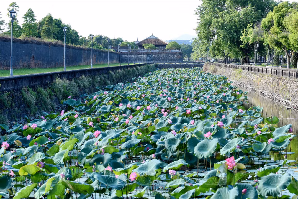  La beauté classique des édifices architecturaux royaux, associée à la fraîcheur et aux couleurs chatoyantes des fleurs de lotus, confère à Huê une beauté singulière à chaque saison. Photo : VI 