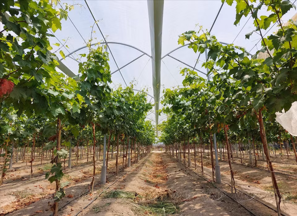  Avec une superficie de 2.000 m², un vignoble de raisin noir sans pépins NH04-102 peut atteindre un rendement de 1,2 tonne/1.000 m², avec un prix de vente moyen sur place allant de 200.000 à 220.000 dôngs le kilo, soit 2 à 4 fois plus que les autres variétés de raisin. Photo : VI 