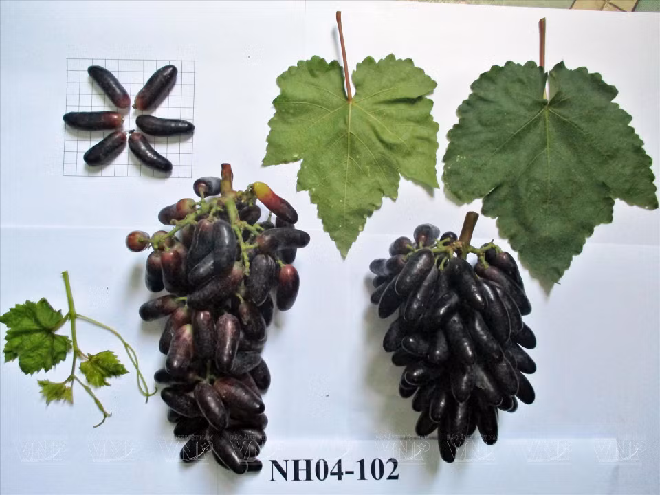  La recherche, la sélection, le développement et la production réussie de cette variété ont une signification scientifique importante, contribuant à la diversification des raisins frais de haute qualité, augmentant la compétitivité sur le marché domestiqueface aux raisins importés. Photo : VI 