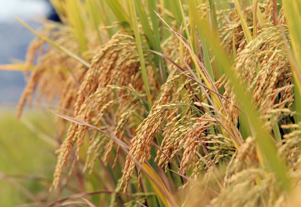  De lourds épis de riz dorés qui laissent augurer une bonne récolte. Photo : VNA 