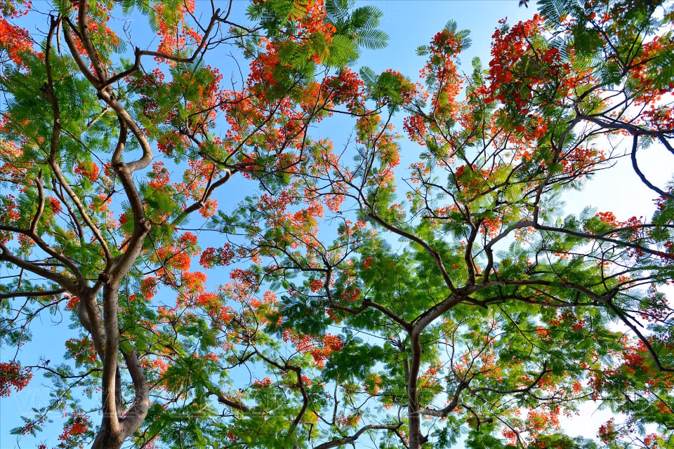  Les fleurs rouges du flamboyant symbolisent l’été. Photo: VI 