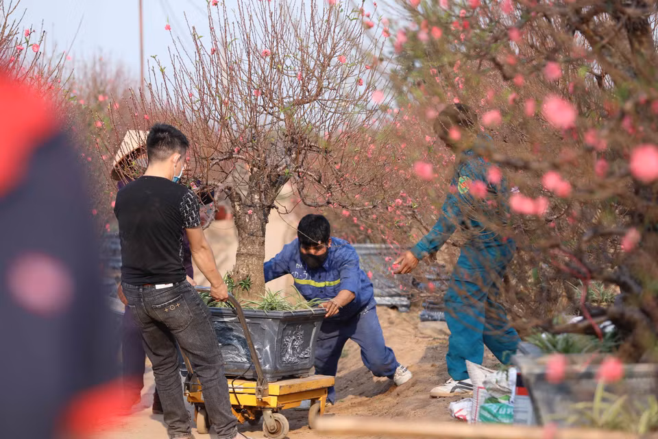 Pour pouvoir proposer de belles branches de pêchers, les horticulteurs s’y prennent plusieurs semaines, voire plusieurs mois à l’avance. Tout est calculé pour que la floraison se produise pendant le Têt. Photo : VNA 