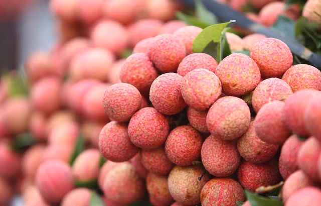  Les litchis répondant aux normes sont destinés à l’exportation vers les marchés étrangers. Photo : VNA 
