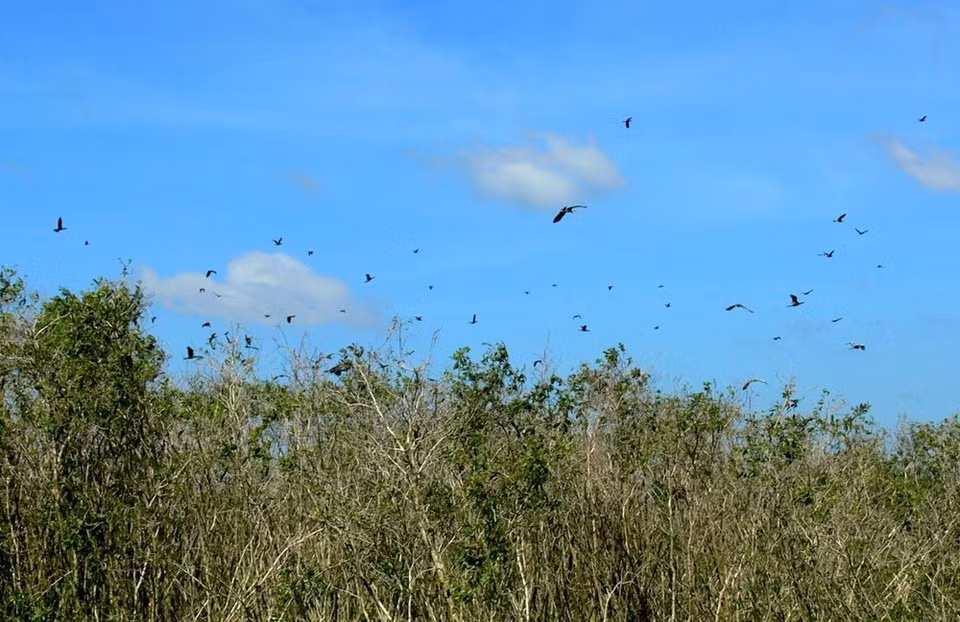187 espèces d'oiseaux ont été recensées à U Minh Thuong.