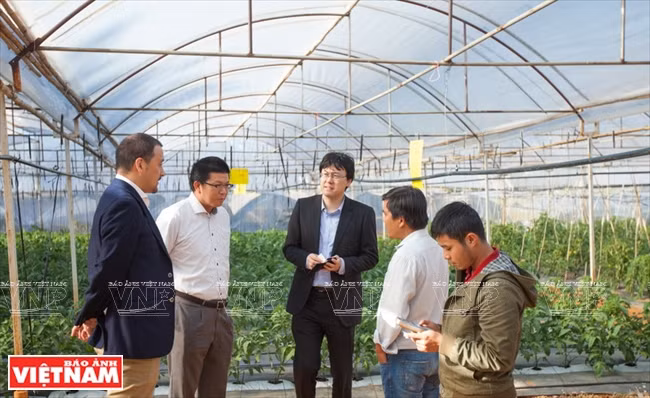 Les experts japonais mènent une enquête sur l'utilisation d'équipements de haute technologie pour le maraîchage et la floriculture à Da Lat.