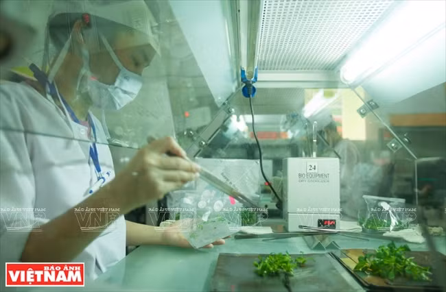 L'ensemble de la province de Lâm Dông possède une cinquantaine d’entreprises utilisant la technologie in vitro qui peut produire 30 millions de pépinières de différentes sortes de plantes pour les agriculteurs et les régions voisines.