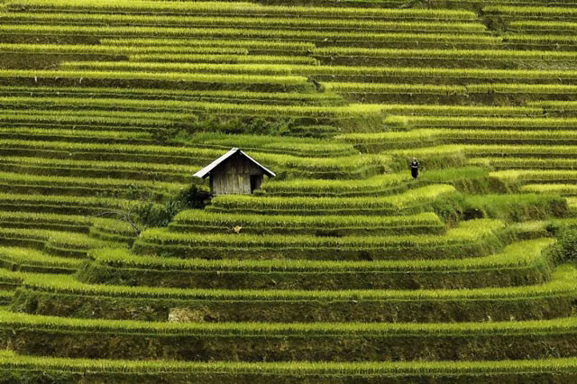 Rizières en terrasse à Mu Cang Chai, à Yen Bai.