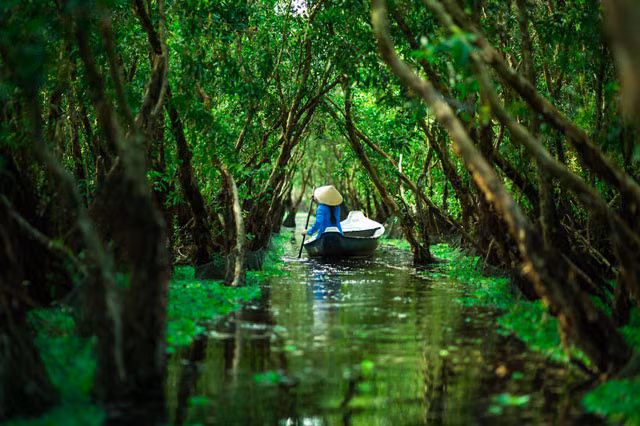 La forêt de cajeputiers de Tra Su, à Chau Doc, dans la province d’An Giang.