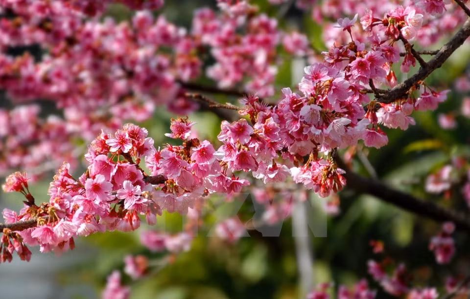 Ces cerisiers Higan Sakura ont été plantés près du lac de Pa Khoang en 2006. 