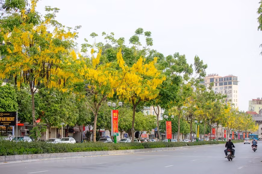 Le mois de mai est le moment où les Cassia fistula fleurissent à de nombreux coins de Hanoï.Photo: VNA 