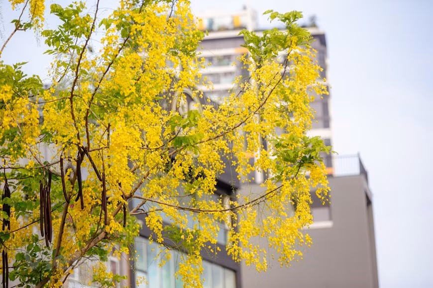 Sous le soleil, le jaune vif des fleurs du Cassia fistula semble être doré. Photo : VNA