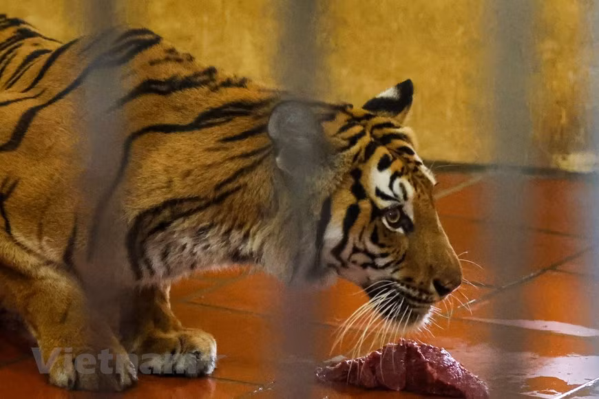 Depuis 2010, le 29 juillet est choisi comme la Journée internationale du tigre dans le monde. Cette annonce a été publiée juste avant l’ouverture du Sommet sur le tigre tenu à Saint-Pétersbourg (Russie) qui a constitué un tournant pour améliorer la situation de l’espèce, certains problèmes persistent. Le braconnage, par exemple. La conférence a réuni les chefs des pays où vivent les tigres, qui se sont engagés à doubler le nombre de félins sauvages en 2022, avec un investissement de près de 350 millions d’USD. Le plus grand félin sauvage figure dans la liste rouge des espèces menacées de l’Union internationale pour la conservation de la nature (UICN). Et pour cause, au cours des 100 dernières années, la population de tigres a chuté de plus de 95%. Le tigre vit dans 13 pays : le Bangladesh, le Bhoutan, le Myanmar, le Cambodge, la Chine, l’Inde, l’Indonésie, le Laos, la Malaisie, le Népal, la Russie, la Thaïlande et le Vietnam. Photo : VNPlus