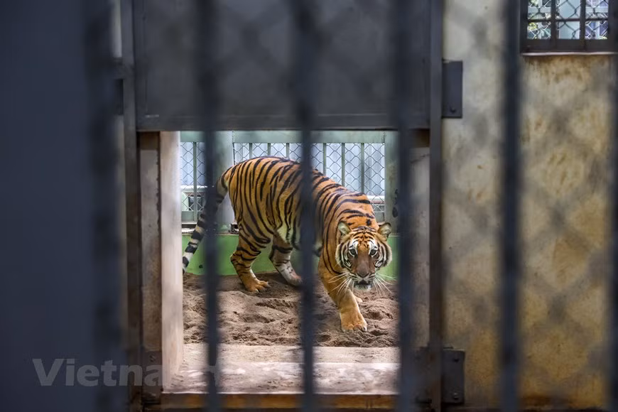 Le tigre, l’un des douze signes du zodiaque asiatique, représente la puissance, la vitalité et la bravoure. Même s’il vit dans des enclos, comme c’est le cas dans un zoo, il garde encore son instinct sauvage et peut donc représenter un danger pour ses soigneurs. En effet, spécialistes du bien-être et du soin des animaux, les soigneurs du jardin zoologique de Hanoï, qui regroupe des centaines d'animaux, doivent faire preuve de vigilance et de prudence lorsqu’ils entrent dans la cage des fauves. Ils doivent également avoir le sens de l’observation pour détecter tout changement de comportement des bêtes pour alerter les vétérinaires. Photo : VNPlus
