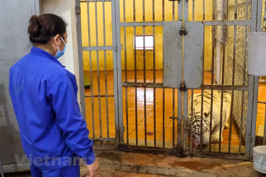 Selon le directeur de PanNature, Trinh Le Nguyen, le Vietnam a mis en œuvre le Programme national de conservation de tigres et signé l’engagement global concernant la protection de tigres. Selon les statistiques, le Vietnam compte actuellement plus de 300 tigres légalement gardés en captivité dans des fermes, des installations de captivité... Cependant, le nombre réel de tigres captifs pourrait être beaucoup plus important, y compris ceux qui sont élevés illégalement, dont 20 tigres d'Indochine (Panthera tigris corbetti) et une centaine d’éléphants d’Asie (Elephas maximus). Le tigre d'Indochine, d'une couleur orange rayé à plusieurs endroits sur le corps, est une sous-espèce classée gravement menacée de disparition, vivant en Inde, en Chine, au Laos, en Thaïlande, au Cambodge et au Vietnam. Ce zoo abrite actuellement 9 tigres. Photo : VNPlus