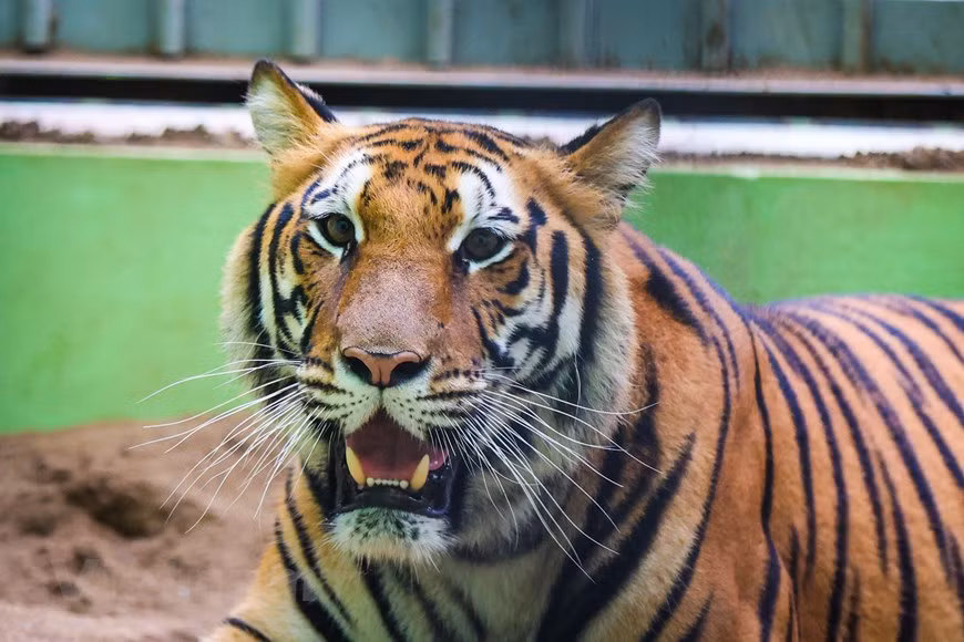 Ce petit zoo, officiellement Jardin Zoologique de Hanoi s'étend autour et au milieu du joli lac Ho Thu Le, mais s'il est à n'en point douter un jardin magnifique, il semble n'avoir retenu de sa dimension zoologique que les aspects les plus primaires, voire les plus primitifs. Ce parc regroupe des centaines d'animaux dont le chat de Temminck. Le zoo de Hanoï a ouvert ses portes en mai 1977. Il couvre une superficie de 29 ha dont 6 ha de bassins aquatiques. Il abrite environ 800 animaux de plus de 90 espèces différentes, dont de grands félins, des singes et des reptiles. Ce parc est considéré comme étant le poumon de Hanoi. Il dispose également d’un lac avec des pédalos où vous pourrez emmener vos enfants. Le zoo s’efforce d’améliorer ses installations et s’entoure d’experts pour être sur un pied d’égalité avec d’autres zoos à travers le monde. Vous y trouverez aussi un petit parc d’attraction pour les enfants. Photo : VNPlus
