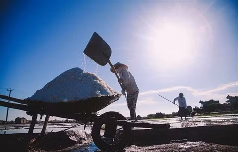 Dans le Nord, la salinité de l’eau est faible en raison des eaux du fleuve Rouge, le sel est obtenu par un long processus comportant une étape intermédiaire appelée « séchage du sable », ce qui rend la production plus compliquée et plus dure. Le sel est une épice indispensable de la vie quotidienne humaine. Le processus de fabrication du sel semble très facile, mais pour recevoir un grain de sel, cela prend vraiment beaucoup d'efforts. Un an de fabrication de sel au Vietnam dure quelques mois de la saison sèche. Les saliculteurs vietnamiens ne souhaitent que les grains de sel qu'ils font puissent méritoirement payer leurs sueurs jetés sur les marais salants. Photo : VietnamPlus