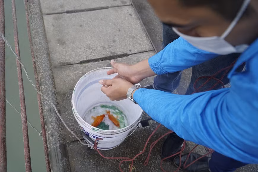 De jeunes volontaires hanoiens relâchent des carpes au fleuve Rouge. Des Hanoiens achètent des carpes rouges pour la fête du Génie du Foyer. C'est une fête très importante, chez Hanoiens. Ce qu'on y met? Les chapeaux, les vêtements et les bottes, les papiers votifs, des fruits et des plats du Têt pour l'autel des ancêtres. Et puis, très important: les carpes! C'est bien, les carpes, parce que ça nous permet de raconter plein d'histoires merveilleuses aux enfants. D'ailleurs, comment ça se passe? Oh, eh bien on se réunit vers 11 heures pour faire brûler des bâtonnets d'encens et prendre le repas. Photo : VietnamPlus