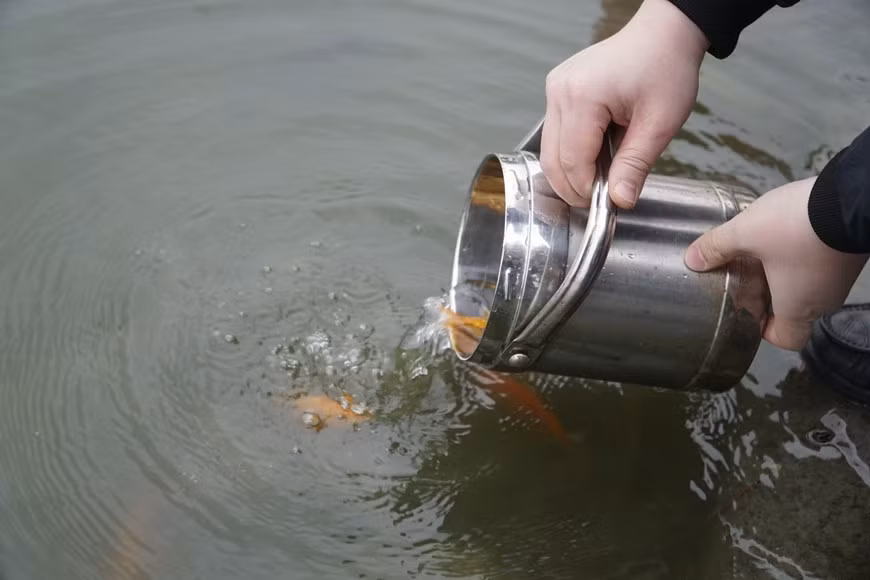 Cette année, en vue de protéger l’environnement, la plupart des Hanoiens prennent de seaux contenant des carpes, au lieu des sacs plastiques. Tous les 23e jours du dernier mois lunaire, les Vietnamiens fêtent le génie du Foyer appelé Táo Quân ou plus familièrement Ông Táo en vietnamien. Cet événement important se fait en famille et symbolise l’achèvement de l’année en cours. Ông Tao retourne au paradis sur une carpe. Ông Tao prend soin du foyer de la cuisine et de la famille. Une fois au paradis, il rapporte aux Dieux tout ce qui s’est passé dans les foyers. À cette occasion, les familles vietnamiennes préparent de la nourriture, des fruits et des carpes pour faire une offrande à Ông Tao. Photo : VietnamPlus