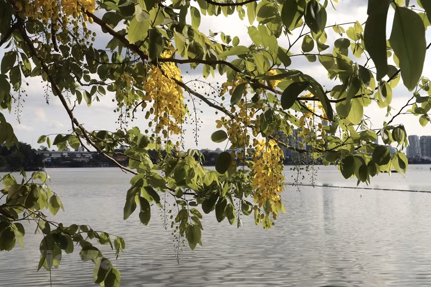 Cassia fistula a pour noms communs cassier, faux séné, faux caroubier, douche d'or, averse dorée, arbre de pluie dorée, casse, canéficier (nom que lui donne la pharmacopée française), canéfier ou encore cytise indien. Les fleurs du Cassia fistula sont les plus belles en mai. Sous le soleil, le jaune vif des fleurs du Cassia fistula semble être doré, rendant la couleur plus intense. Sa fleur est la fleur nationale de la Thaïlande et symbolise la royauté Thaïe. Photo : VietnamPlus