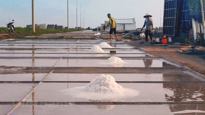 À Bach Long, on voit souvent des femmes, des enfants et des personnes âgées travailler sur les marais. Les jeunes hommes ont tendance à partir chercher un emploi dans d’autres domaines industriels. Sinon, dans le village, certains foyers ont abandonné la saliculture pour pratiquer l’aquaculture. Sécher du sable – filtration pour augmenter la salinité – récolter du sel sous la chaleur torride, voici une longue procédure cyclique qui demande au saliculteur d’avoir une bonne santé́, une bonne assiduité, de la patience et aussi de l’habileté. Cependant, pour chaque kilo de sel récolté, le saliculteur n’en gagne qu’une très petite somme, mais ce revenu est instable. Photo : VietnamPlus