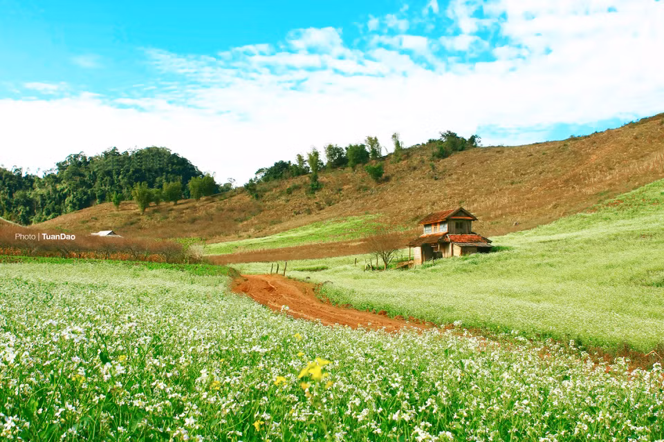 Les champs de chou blanc s’épanouissent dans les villages de Pa Phach, d’Ang, de Coc, au bourg de Nông Truong Môc Châu,…Photo: Tuan Dao
