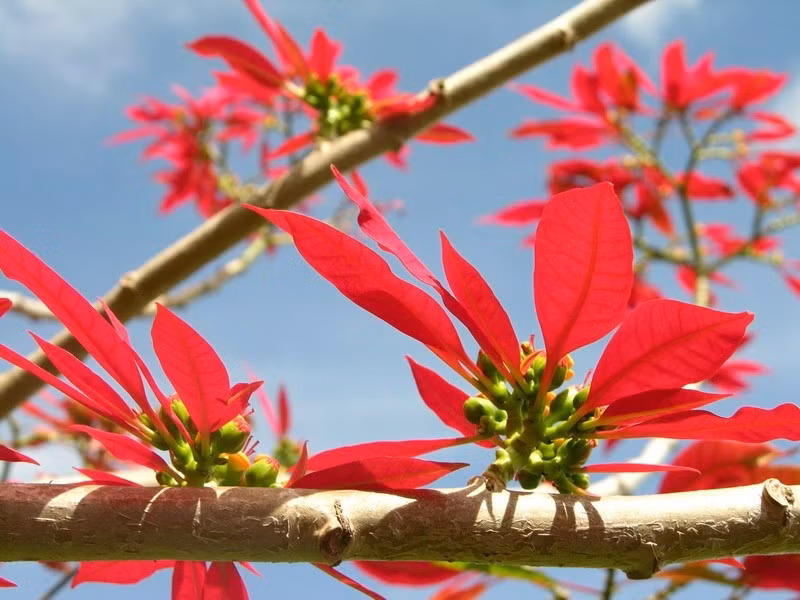 Des poinsettias rouges le long de la Nationale 6, commune de Loong Luông, district de Vân Hô. Photo: Internet 