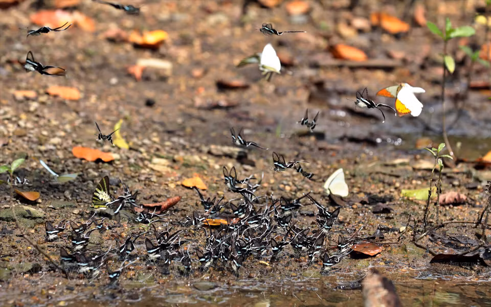 La saison des papillons au parc national de Ca Ba tombe en octobre. Photo: VNA