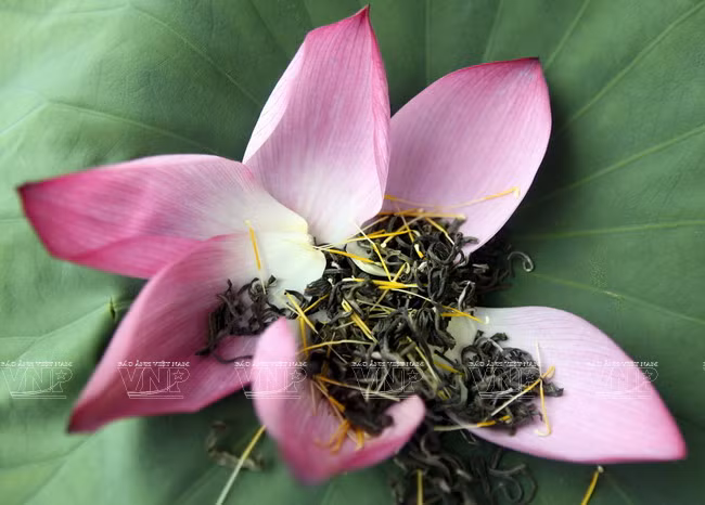 Le thé est enveloppé dans des fleurs de lotus pour préserver sa saveur spéciale. 