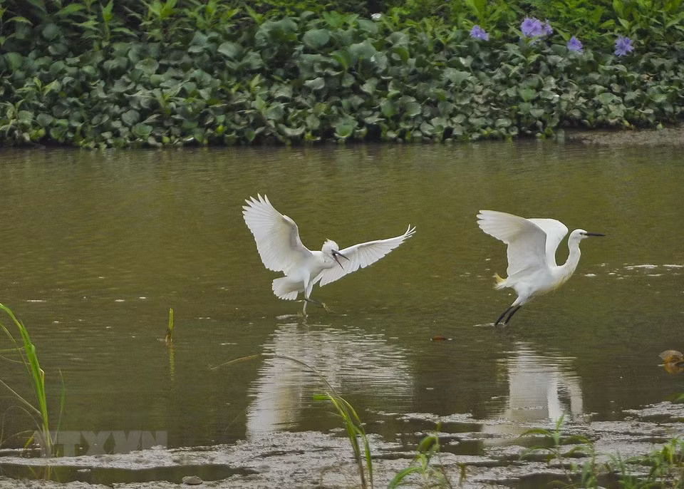 Les aigrettes se nourrissent d'insectes aquatiques. 