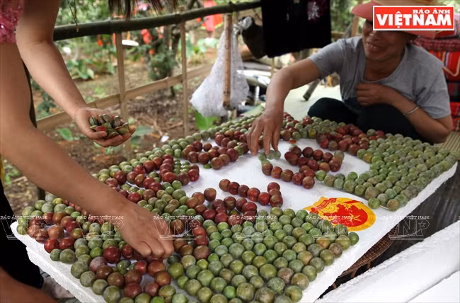 L’équipe de Pa Khen et son plateau de prunes.
