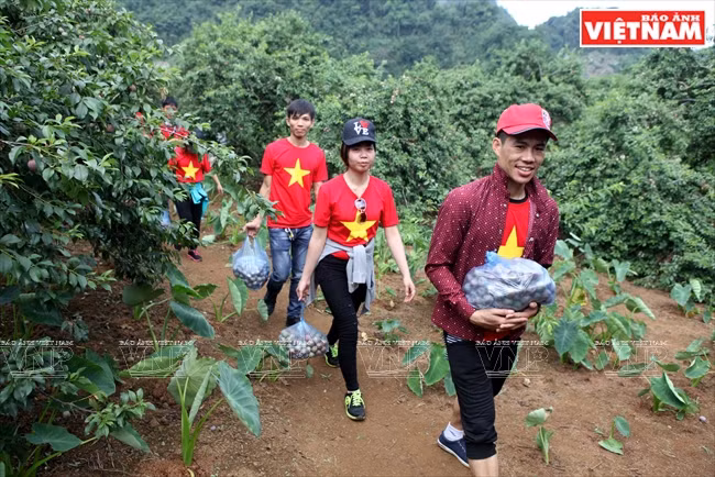 Les touristes cueillent ​eux-mêmes des prunes dans le jardin de Mme Giang Thi Sua au village de Pa Khen et puis les achètent. 