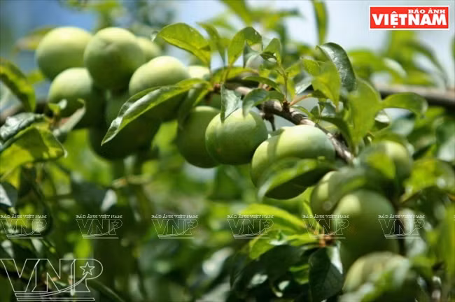 Comme les pruniers poussent dans un environnement pur, les prunes « hâu » de Môc Châu sont réputées pour leur chair croquante, parfumée et appéritive. 