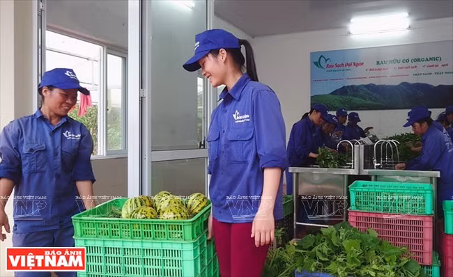Chaque jour, la ferme fournit 700 à 800 kg de légumes bio de toutes sortes. 