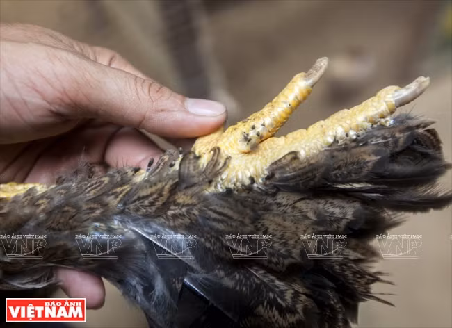 La poule Brahma se distingue par ses pattes emplumées.