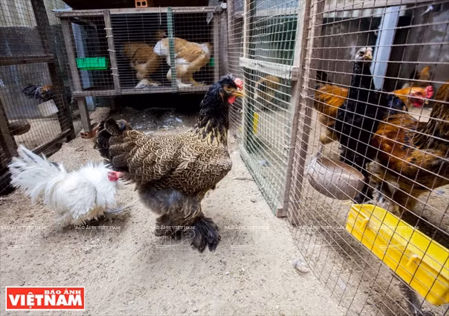 Elle est devenue une vedette parmi les amateurs de volailles d'ornement, de part son très beau coloris, sa taille impressionnante et majestueuse et sa petite crête à pois. Elle a beau être une poule imposante, elle n'en reste pas moins très calme et peu farouche, se laissant facilement attraper. Et certaines fermes d’élevage se trouvent même à Hô Chi Minh-Ville.