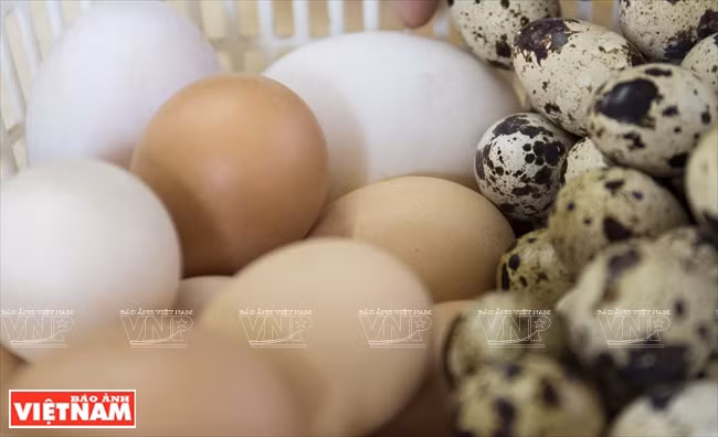  Nguyen Thanh Tam utilise différentes sortes de coquilles d'œufs