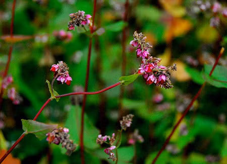 La physionomie des villages de minorités ethniques des districts montagnards de Quan Ba, Yên Minh, Dong Van et Mèo Vac s’est embellie. Les autochtones cultivent des fleurs de sarrasin et du maïs sur les champs rocheux.
