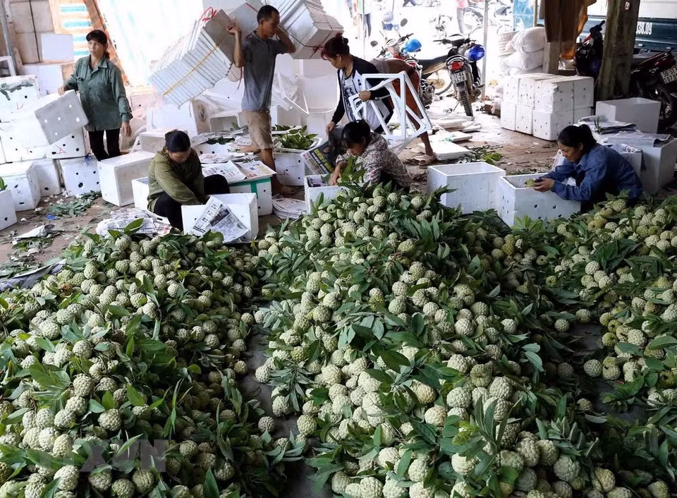  Chaque jour, ce commerçant dans le chef-lieu de Dong Banh, district de Chi Lang, achète environ 20 tonnes de pomme cannelle pour l’exportation en Chine. 