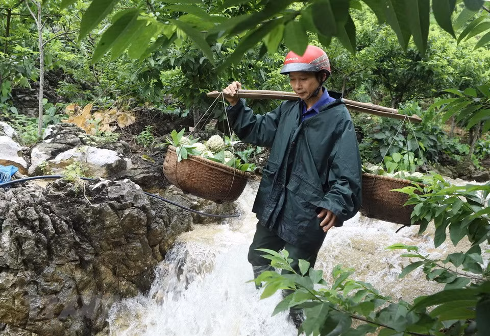  Chi Lang et Huu Lung, au sud de la province, sont deux districts ayant le plus de plantations. Le district de Chi Lang récolte en moyenne chaque année au moins 15.000 tonnes de fruits. Huu Lung, pour sa part, en donne plus de 13.000 tonnes. 