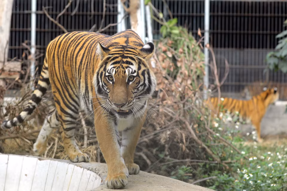 Bénéficiant de bons soins, les tigres du centre sont en bonne santé. Photo: VNP 