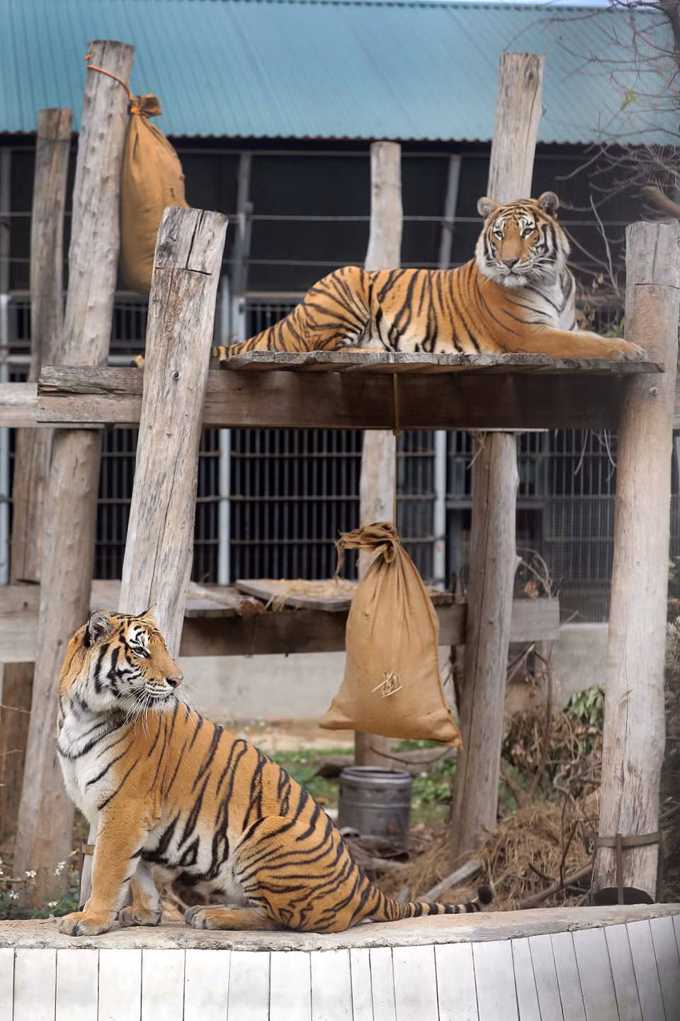 Les tigres doivent passer de 2 à 3 mois pour bien s’adapter à la vie au centre. Photo: VNP