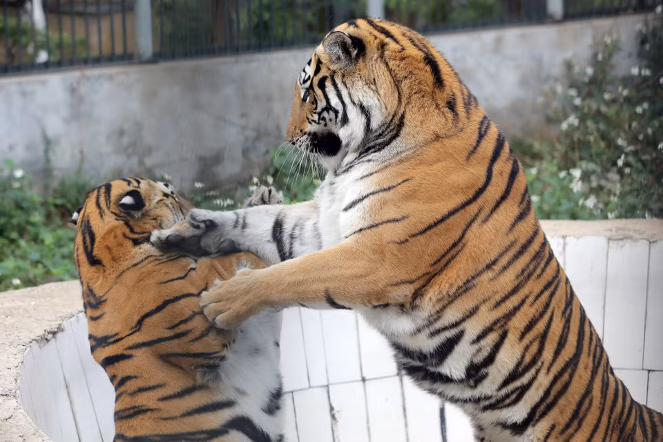 Situé dans la commune de Tîen Duoc, district urbain de Soc Son (Hanoï), le centre de sauvetage des animaux sauvages de Hanoï héberge plusieurs espèces d’animaux sauvages, dont 36 tigres de l’Indochine. Les tigres ont plusieurs surnoms, dont ông “Ba mươi” (Seigneur Trente). Photo : VNP
