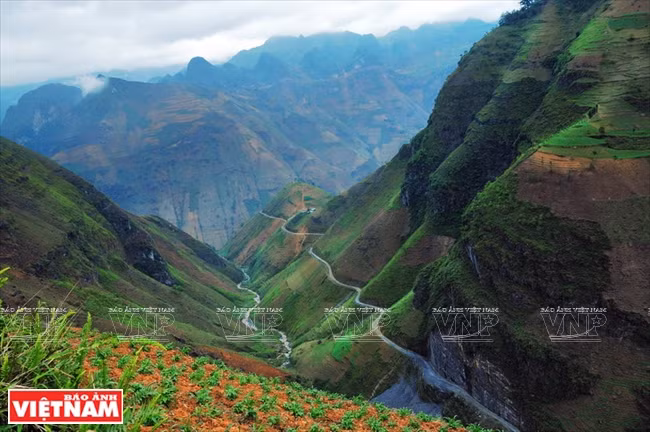 Ce plateau calcaire est le plus vaste du Vietnam, fruit d'une longue évolution géologique avec la présence de sédiments du Cambrien-Ordovicien (600-400 millions d'années), du Dévonien (390-360 millions d'années), du Carbo-Permien et du Trias (360-310 millions d'années). Photo: VNP 