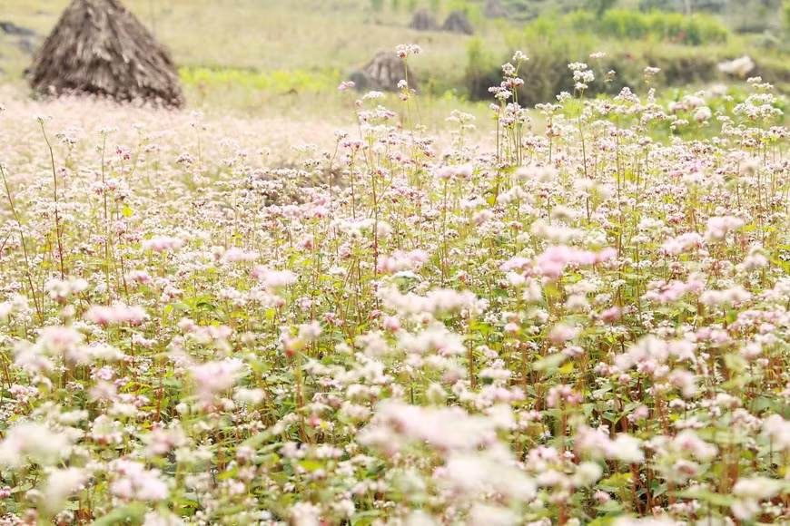 Des fleurs de sarrasin ("Tam giac mach" en vietnamien) sur le plateau calcaire de Dông Van. Photo: VNA 