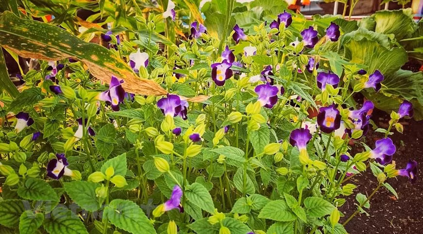 Des agriculteurs s’occupent non seulement des plantes florales... 