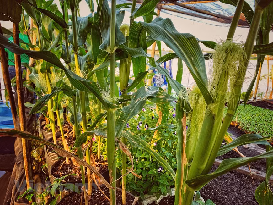  mais également des plantes fruitières. Photo: Vietnam + 