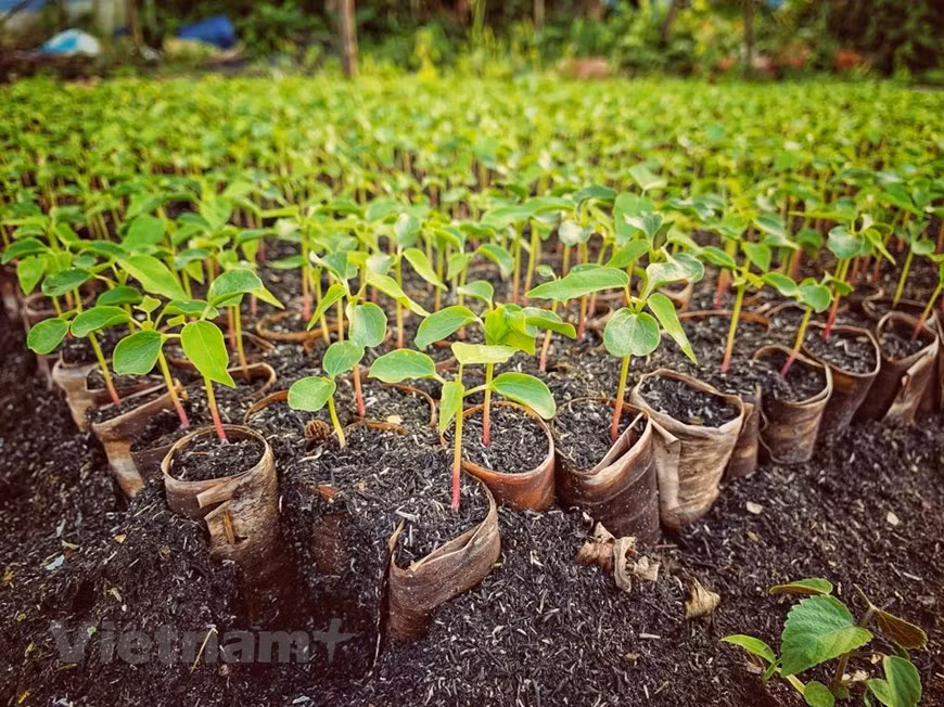  Ces jeunes plants seront distribués partout au pays. Photo: Vietnam + 