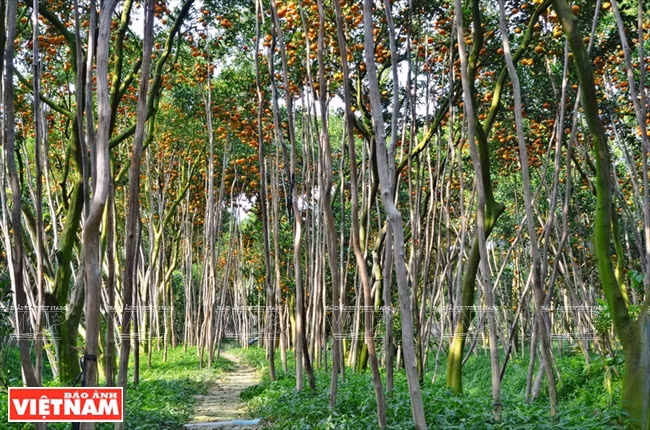 Avec près de 2.000 ha et plus de 40.000 tonnes/an, Lai Vung est surnommé le «royaume des mandarines rouges» par les gens du Delta du Mékong. 