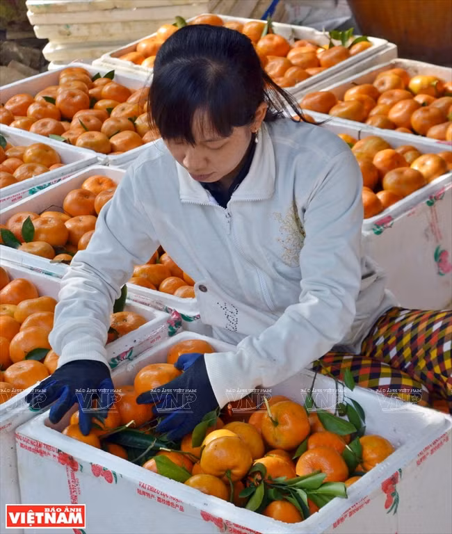Les mandarines sont mises en boîte puis expédiées dans tout le pays. 