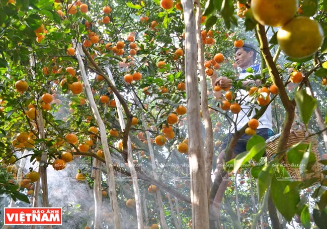 Les mandariniers sont cultivés dans différentes régions du Delta du Mékong, mais en raison des particularités pédologiques de Lai Vung, ils donnent dans ce district un haut rendement et une qualité supérieure. Ce fruit succulent a aidé les agriculteurs locaux à s’enrichir. 